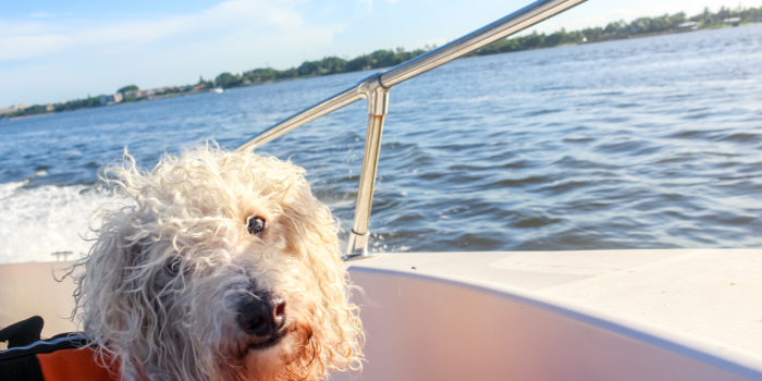 Safety Tips for Boating With Your Dog