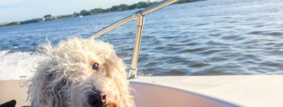 Safety Tips for Boating With Your Dog