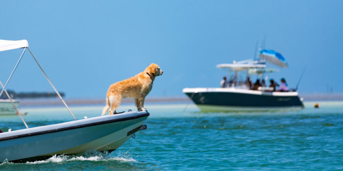 Have a Boat-Loving Dog? Here’s What You Need to Know.